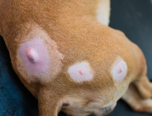 Pet Lumps & Bumps: When to Worry and What to Do