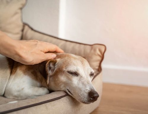 Recognizing Shock in Pets: Signs & Emergency Actions