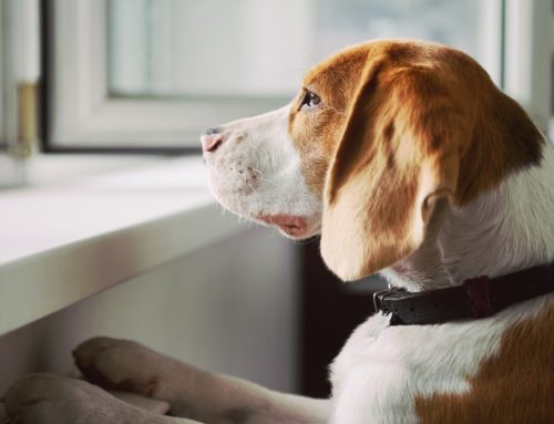 Treating Pet Trauma: From Fractures to Soft Tissue Repair