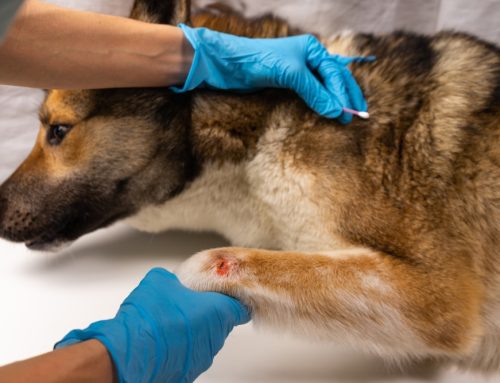 Snake Bite Emergency! What to Do if a Snake Bites Your Pet?