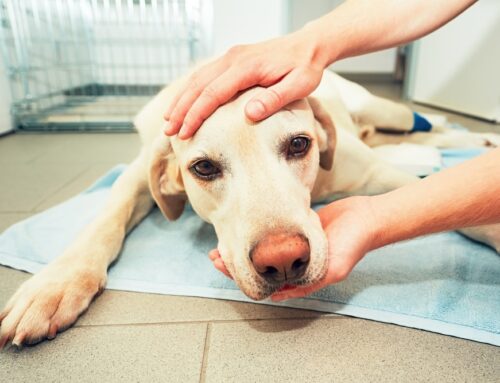 Seizures in Pets: What to Do During and After an Episode