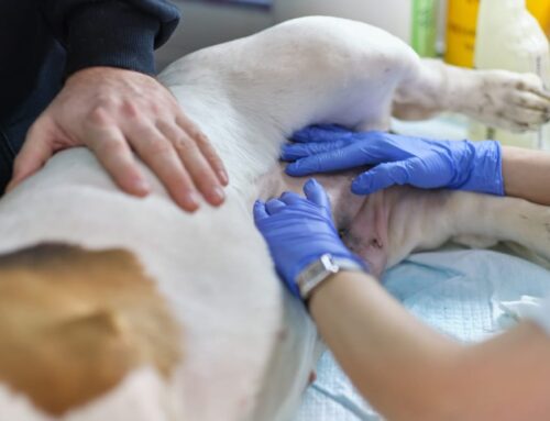 Pyometra in Dogs: Why Your Pet Needs Emergency Surgery