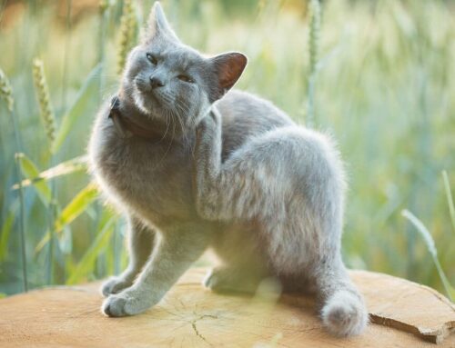 Allergic Reactions in Pets: Symptoms You Should Never Ignore