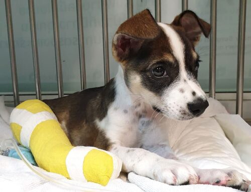 Amputation in Pets: Understanding When It’s Necessary and How Pets Adapt