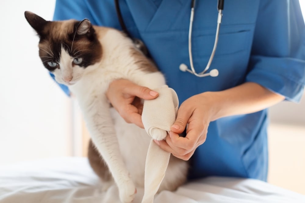 Close-up of a dog’s injured paw being held and examined by a veterinarian — highlighting concern for pet paw injury.
