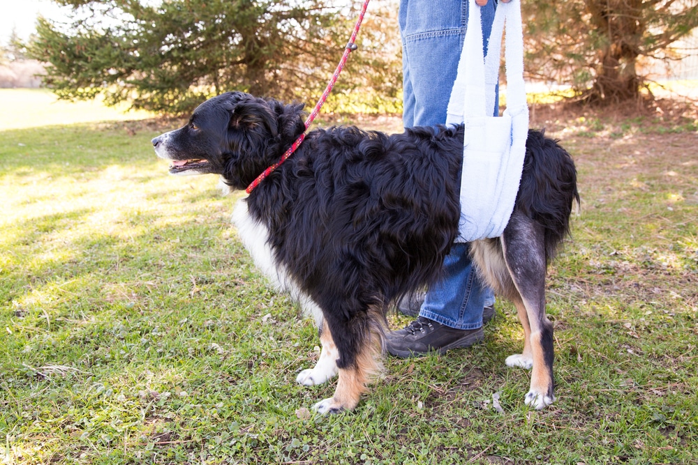 Dog walking with a belly sling, recovering from TPLO surgery — illustrating a pet needing careful support after orthopedic surgery, relevant for limping pets.