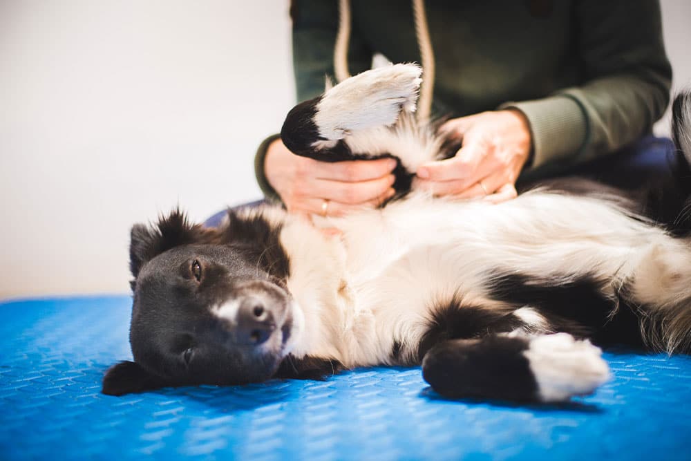 A relaxed black and white dog lies on its back on a blue mat, enjoying a gentle belly rub from a person in a green sweater. The scene conveys calmness and comfort.