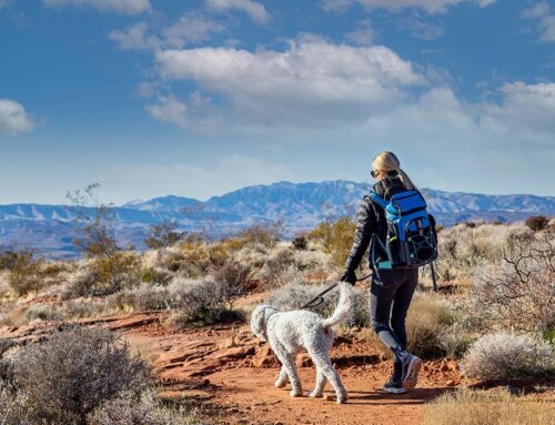 Hiking with Dogs: Trail Prep, Paw Care, and Heat/Cold Safety