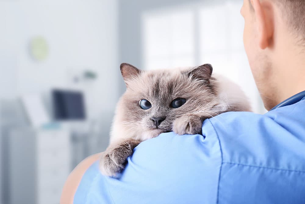 A veterinarian carrying a cat inside a clinic, symbolizing immediate veterinary attention or emergency care during off-hours.