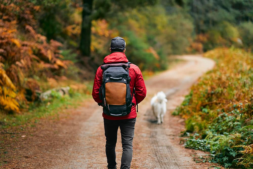 A person wearing a red jacket and backpack walks along a forest path with a white dog, surrounded by autumn foliage and tall trees on a quiet woodland trail.