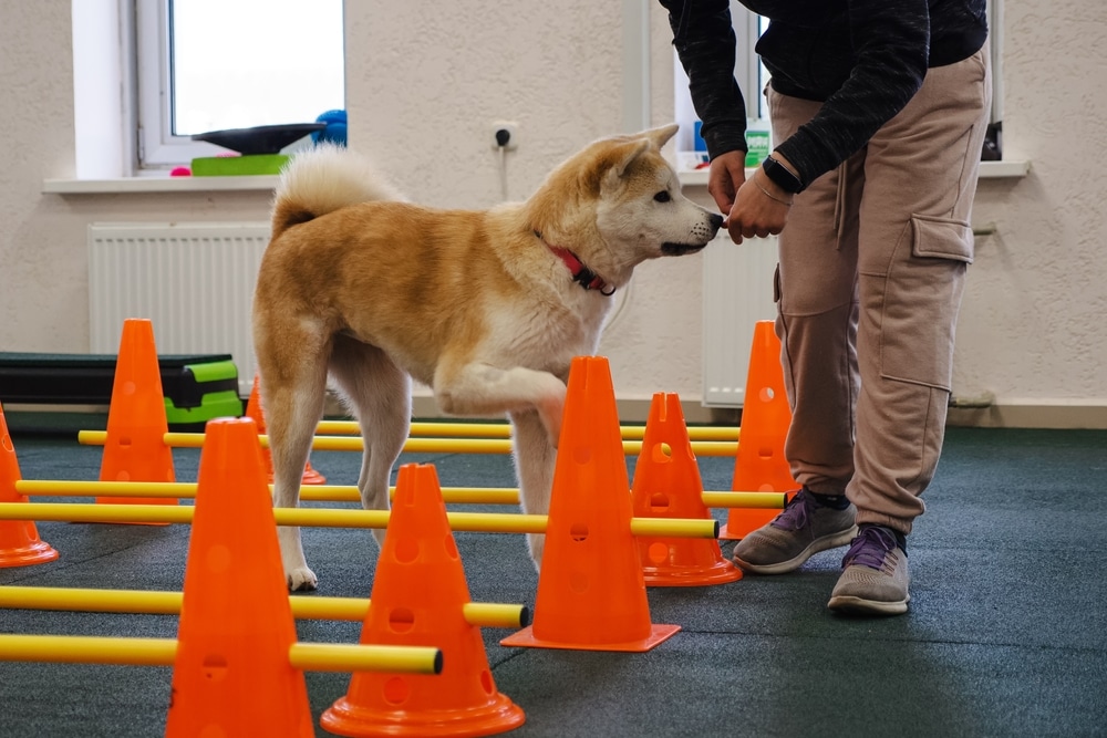 An Akita dog performing gait exercises by stepping over yellow poles and orange cones with a trainer in a rehabilitation center.