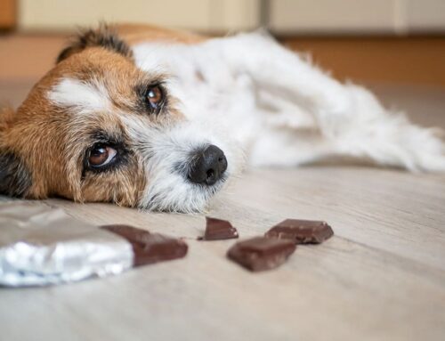 Pancreatitis in Dogs and Cats: Symptoms and Treatment
