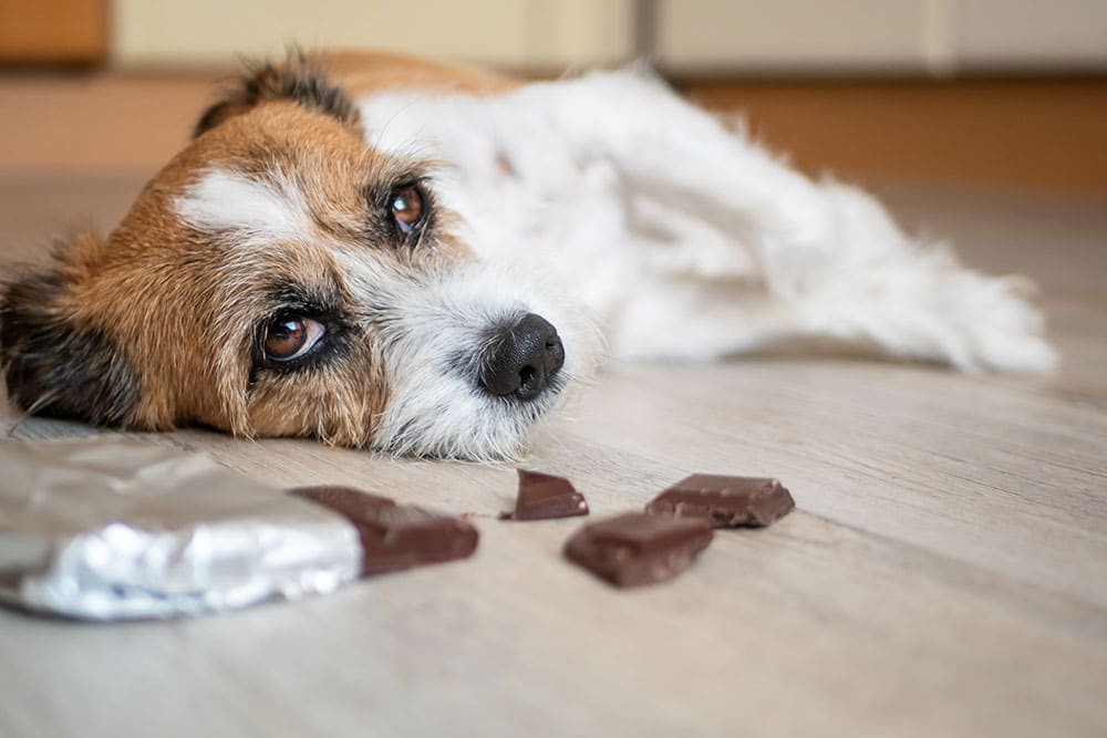 Small brown-and-white dog lying on a wooden floor, looking longingly at pieces of chocolate in front of it.