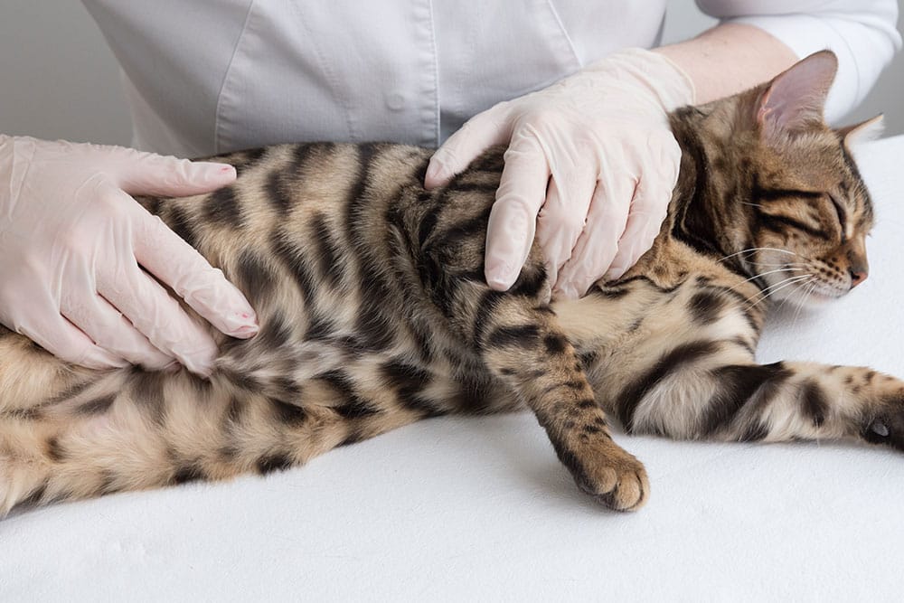 Veterinarian wearing gloves gently examining a relaxed spotted cat lying on its side on a white exam table.