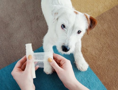 Seizure First Aid at Home: What to Do (and Not Do)