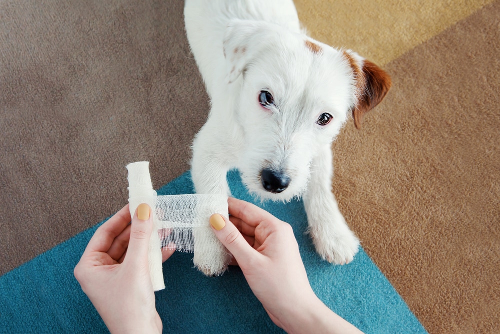Small white puppy sitting on a carpet while a person holds gauze bandage to treat its paw