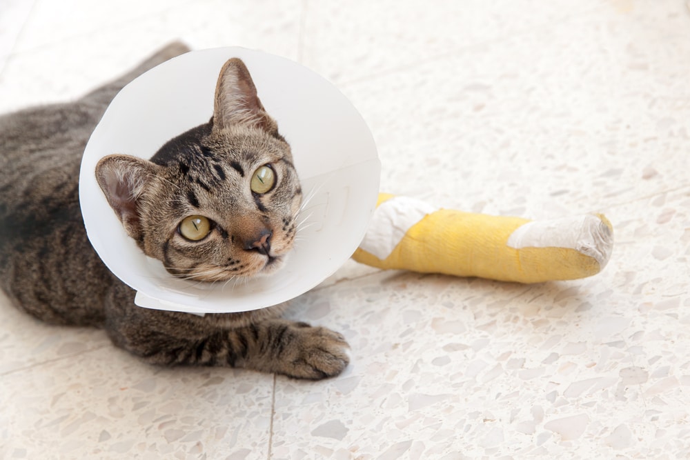 Tabby cat wearing a protective cone and lying on the floor with a bandaged back leg.