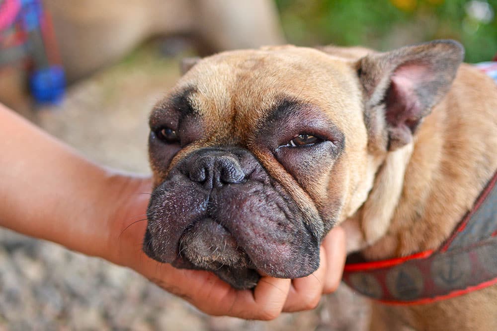 Close-up of a French Bulldog with severe facial swelling and puffy eyes caused by an acute allergic reaction.